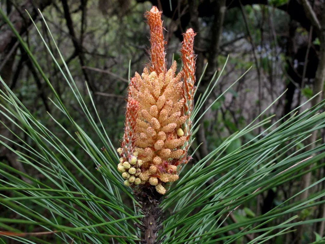 四明山华顶杜鹃,浙东华顶杜鹃群落