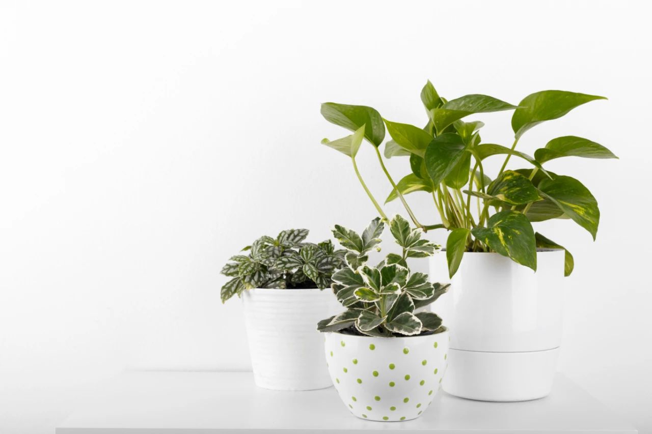 绿萝“长了小飞虫”，只要学会这3个小技巧，天然杀虫更健康