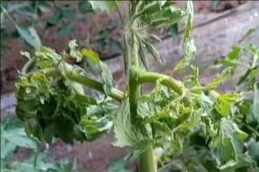 西红柿花脱落凸起是怎么回事,西红柿花谢了是咋回事