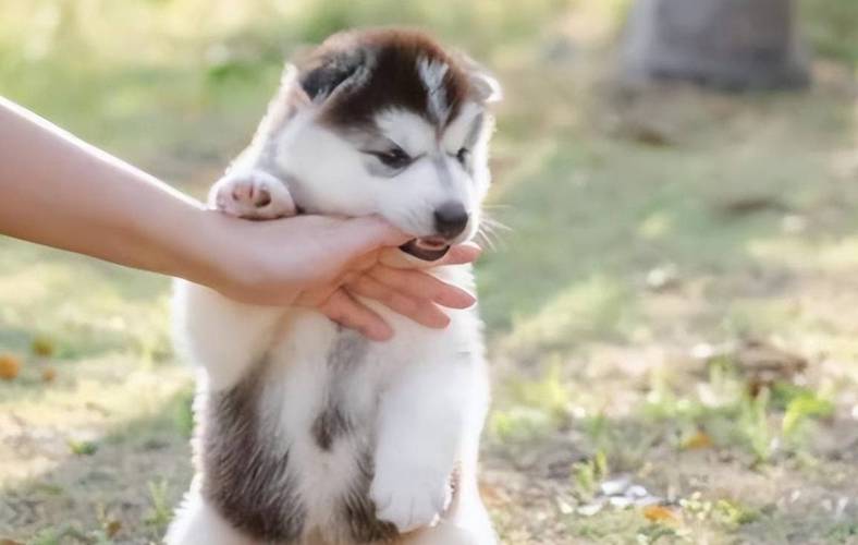 自己养的狗狗为什么总咬小朋友,养狗就要接受狗狗乱咬东西