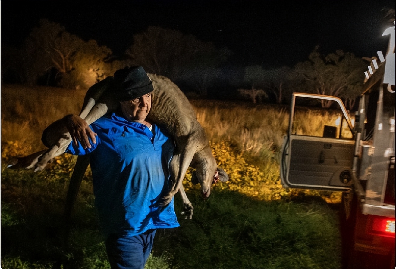 袋鼠为什么被澳大利亚人保护,袋鼠是澳大利亚国宝为什么要吃它