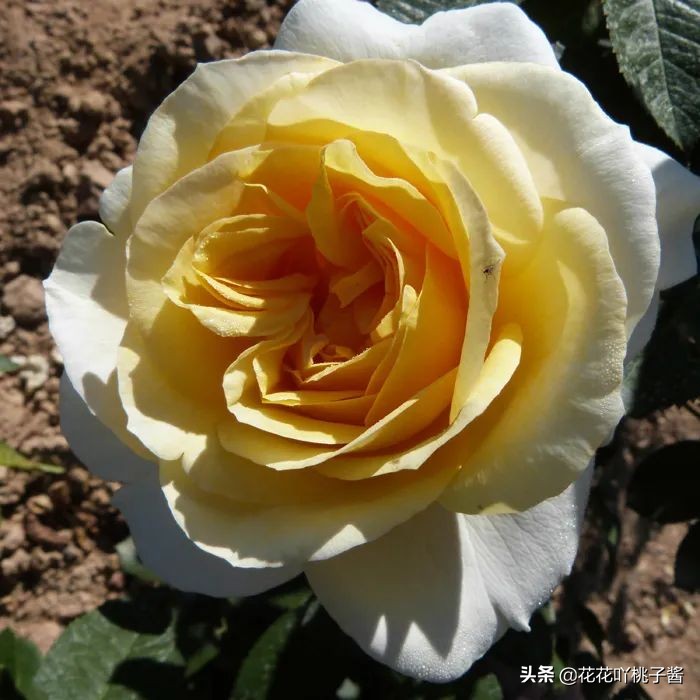 2019月季新品种金奖,超新品月季有哪些品种