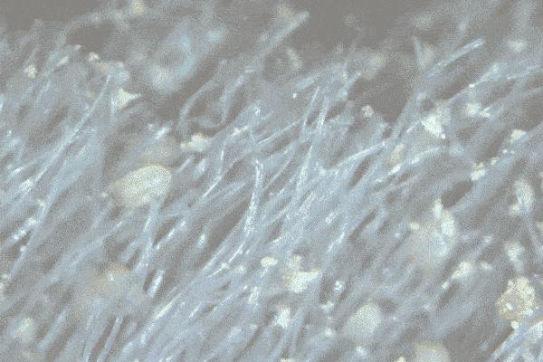 被子有霉味了怎么处理小妙招,被子异味怎么除