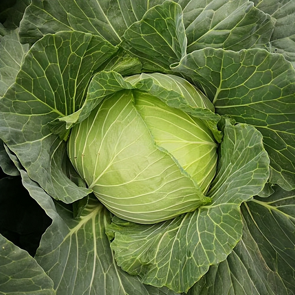 耐高温甘蓝蔬菜种子,耐寒甘蓝新品种