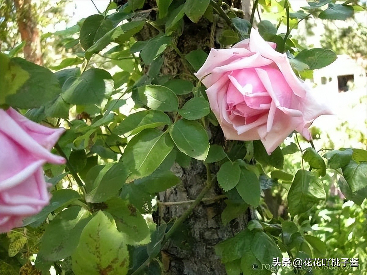 浓香型多季开花的月季,法国橙色浪漫月季
