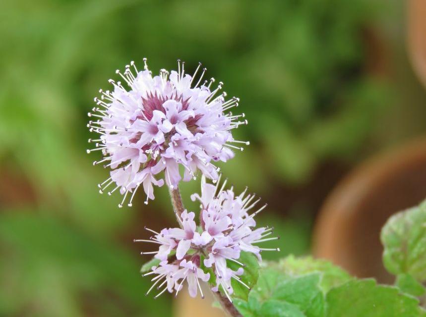 牡丹架暖眠春昼薄荷香浓醉晓晴,每日一花夏日清新花束