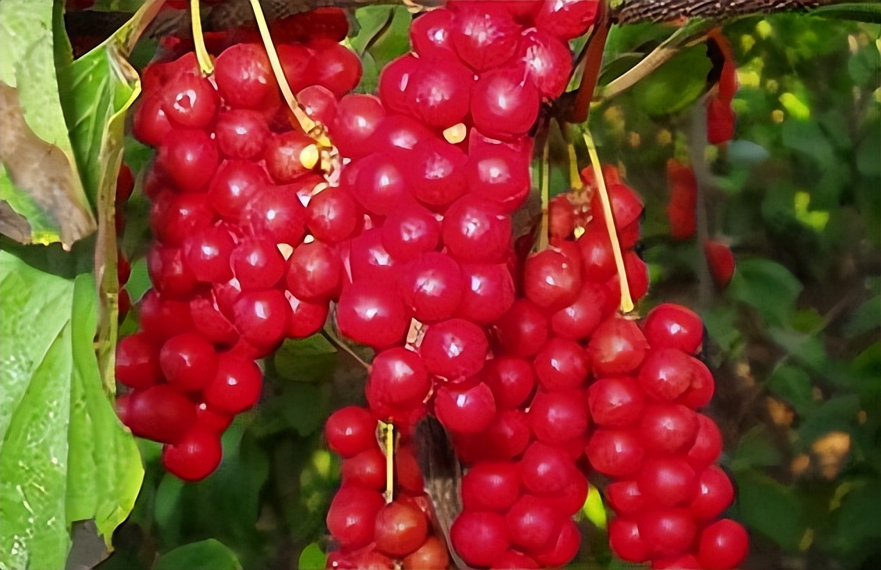 补气补肾补脾的食疗,脾胃不好吃什么补肾又补脾