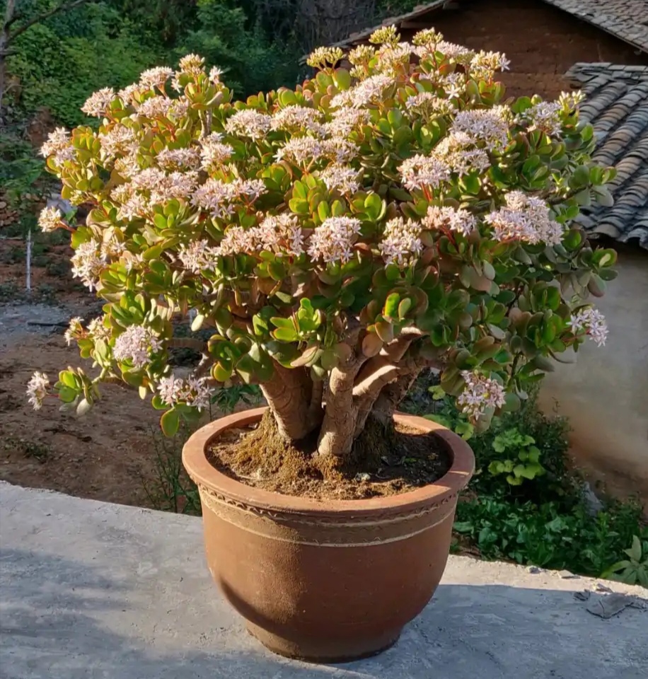 超级好养的大绿植排名前十,比较好养的大型绿植