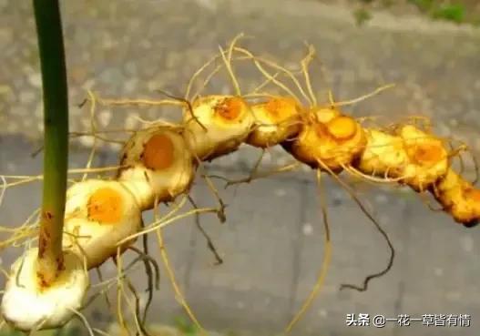 从根部野生黄精跟玉竹的区别,怎么分辨玉竹与黄精的区别