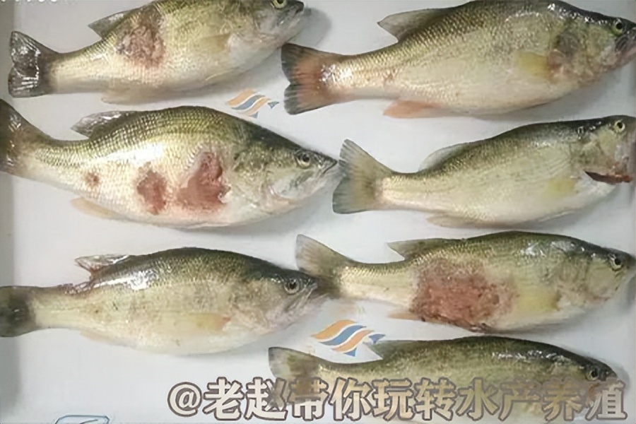 鲈鱼虹彩菌病症状,鲈鱼得虹彩病毒是什么症状