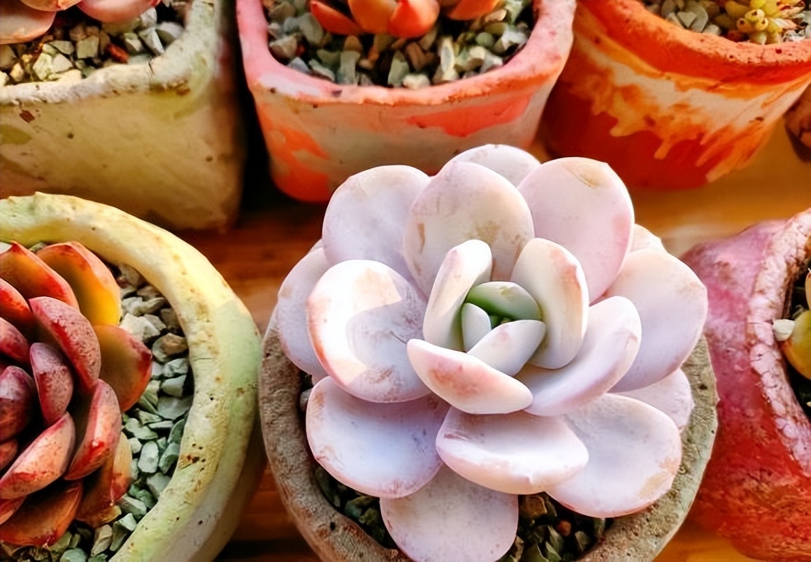 多肉如何浇水才能养好,秋天气温多少度多肉法师正常浇水