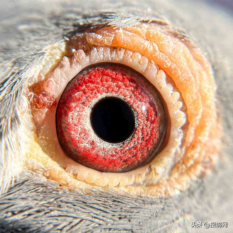 世界上最好的公棚鸽王冠军,维多利亚历届冠军