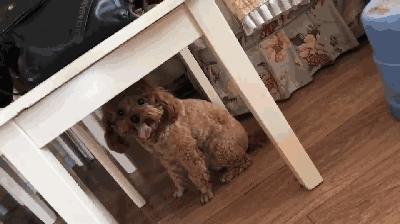 狗狗的这几种行为最容易被误解,狗狗有哪些特征说明它很委屈