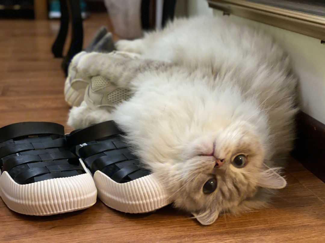 猫咪最喜欢的十种声音,猫咪最喜欢的五种人