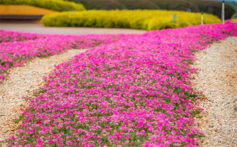 澄江花海美景,云南各种争奇斗艳的花海