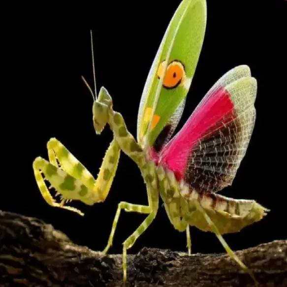 螳螂吃掉自己丈夫的头,螳螂为什么吃掉配偶螳螂吃蛇