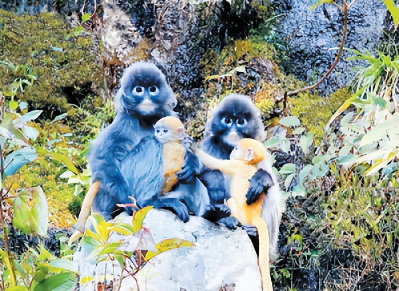 村民山上捡回6枚野鸡蛋孵化获刑,从野外捡来的野鸡蛋孵犯法吗