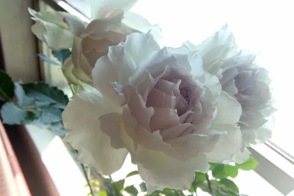 白花月季汇粹：白雪公主、藤冰山、婚礼之路、波莱罗、加百列