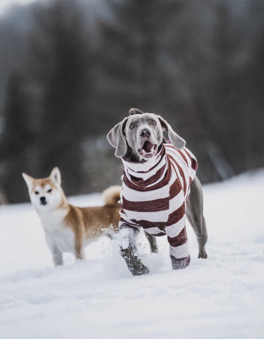 不懂就问，打断狗狗“交配”，会有什么后果？