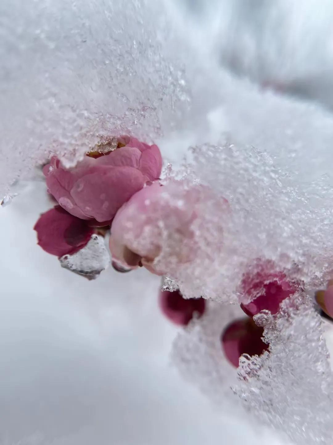 七绝咏梅诗,七绝咏梅古诗大全