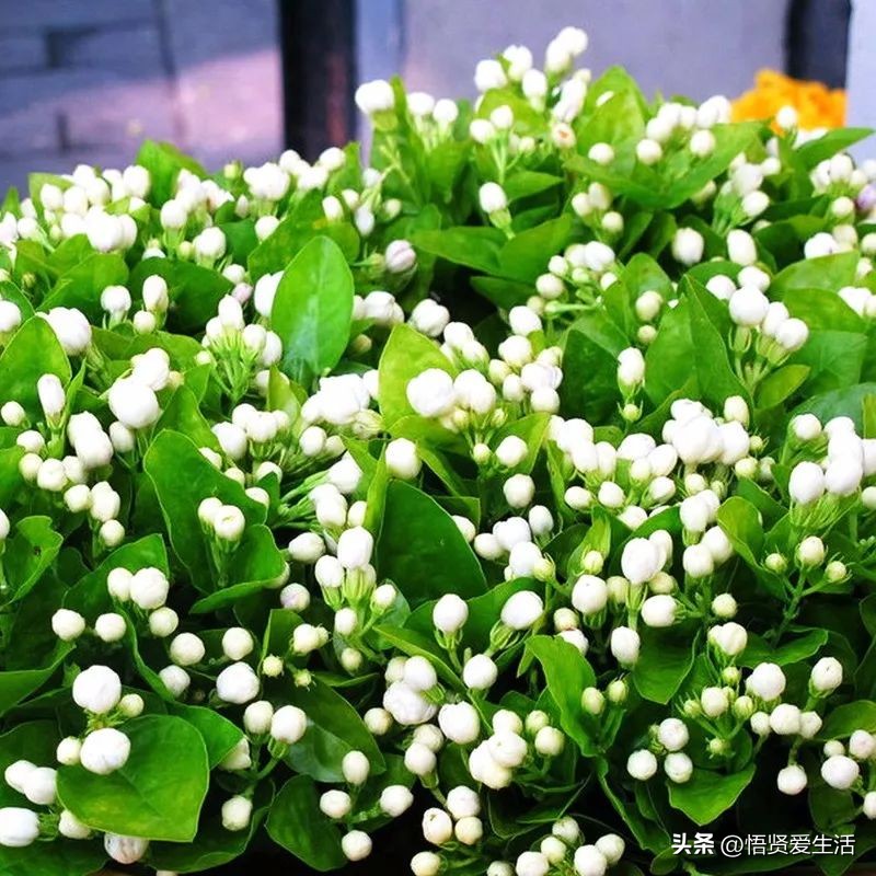 花香满屋植物,花香四溢的绿植