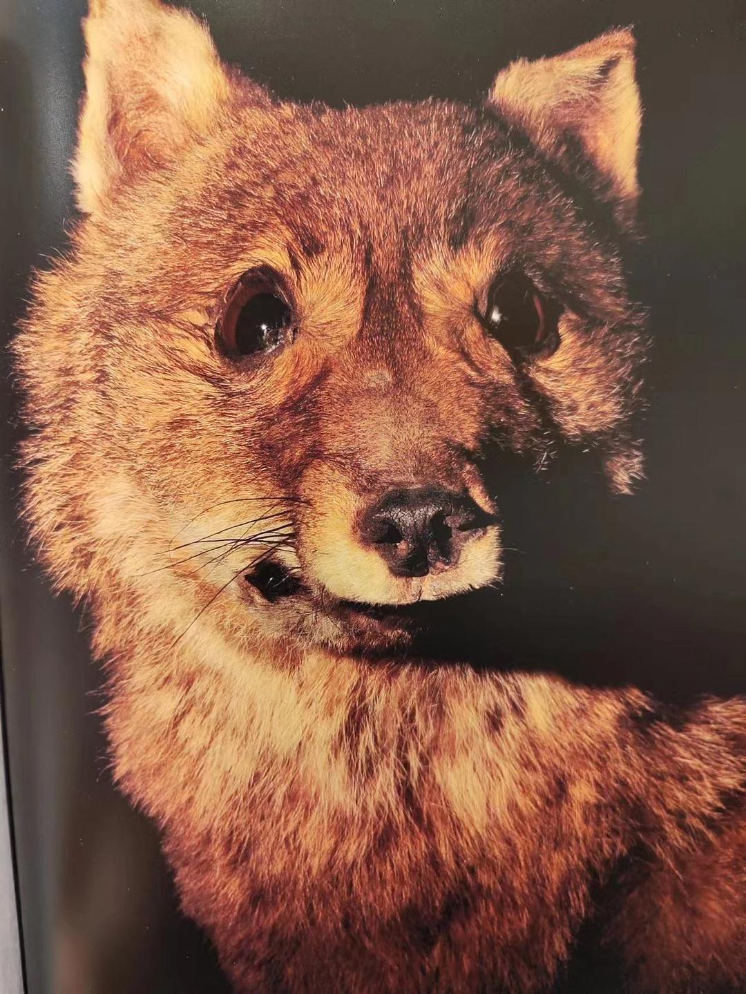 消失的动物世界视频,消失动物图鉴