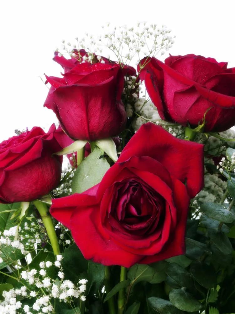 520浪漫玫瑰花壁纸,红玫瑰花壁纸大图