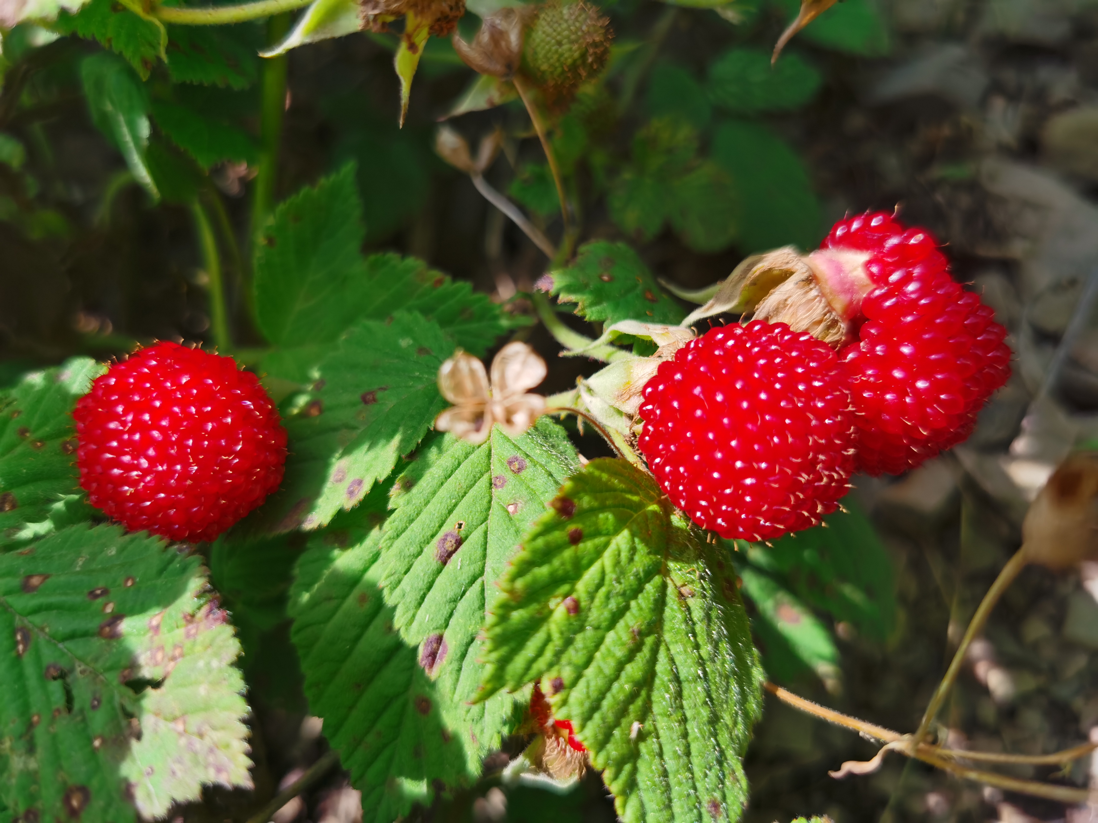 夏季嬉水好去处，初探临安蝴蝶谷