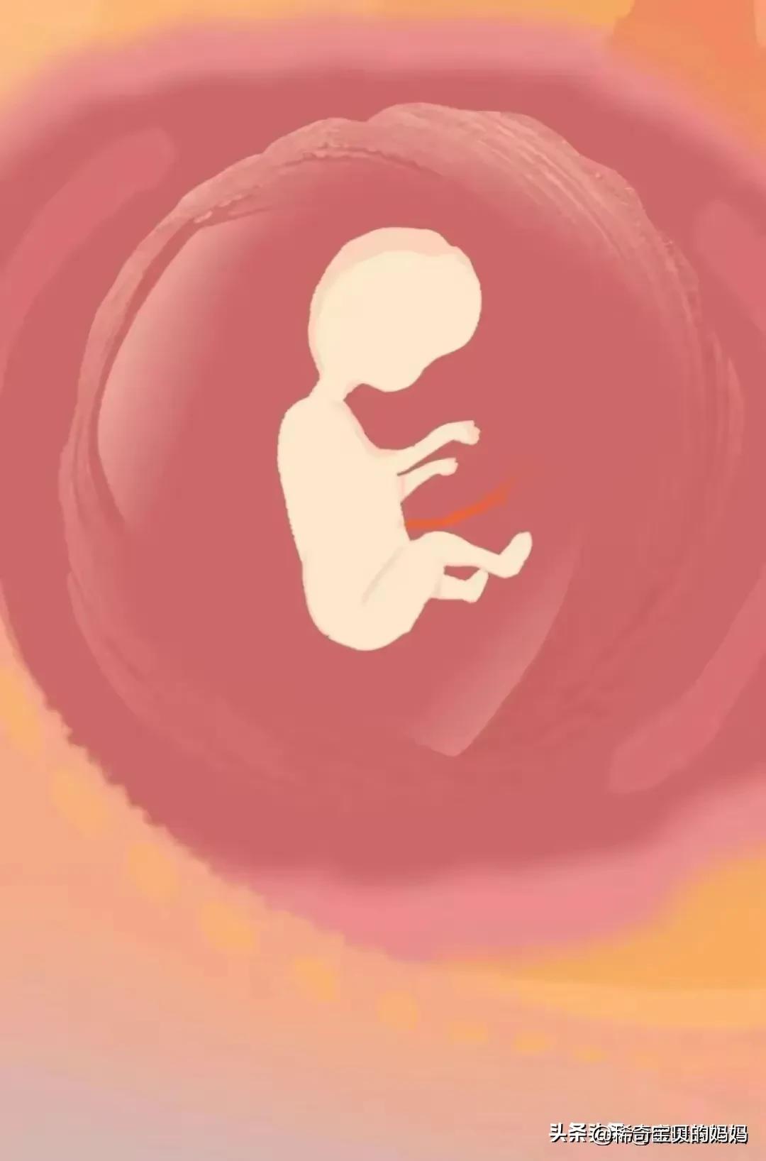 小蝌蚪动画过程讲解,小蝌蚪到青蛙生长过程动漫