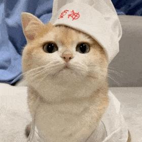 衣柜防虫防霉樟脑丸有毒吗,柜子有异味放樟脑丸有效果吗