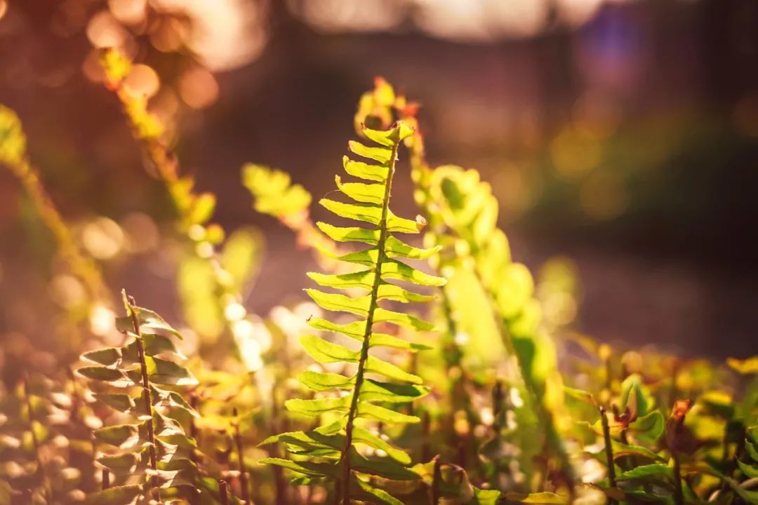 春天诗词最美十首,最美田园诗词100首
