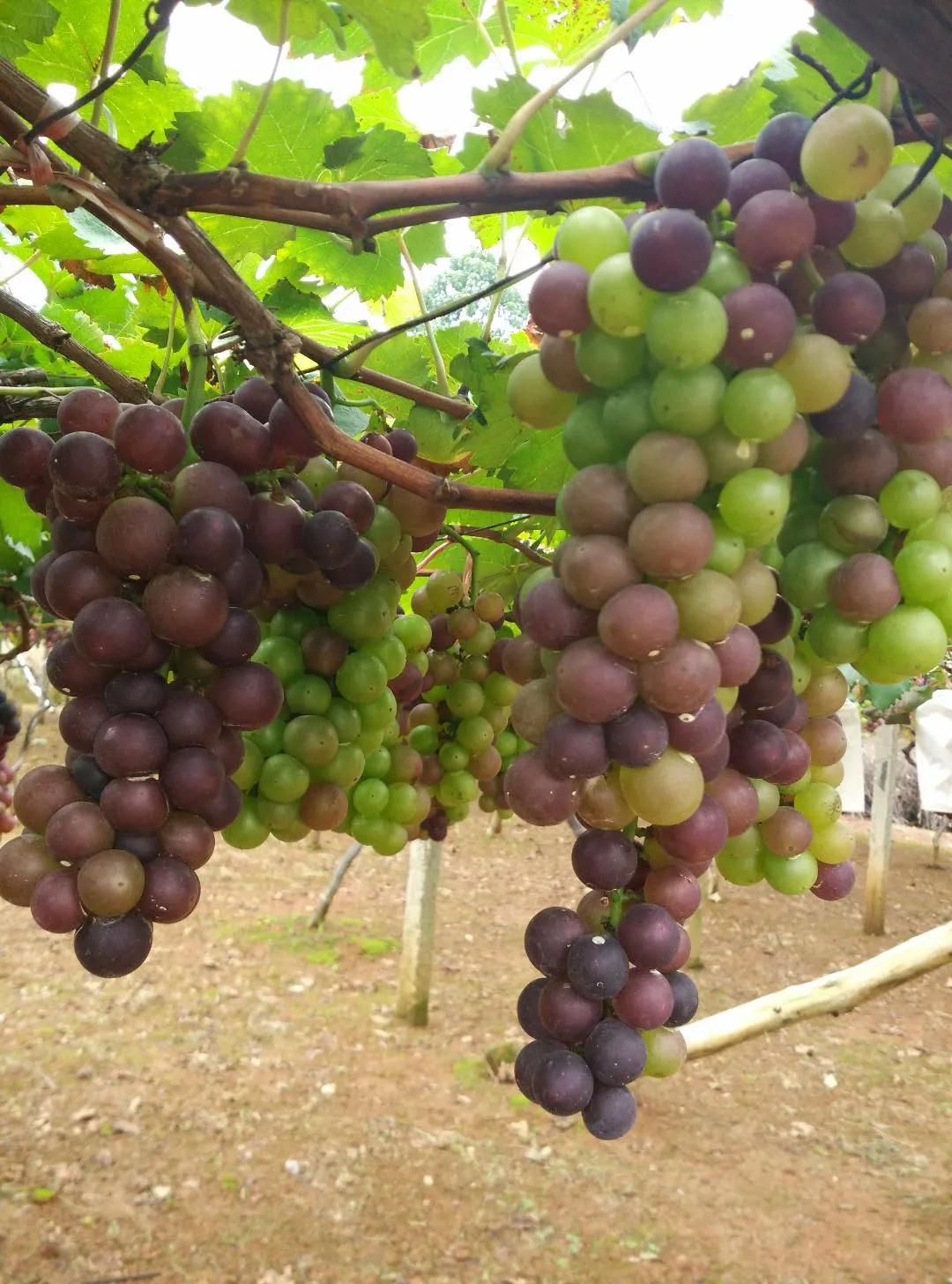 我老爸这个憨老头