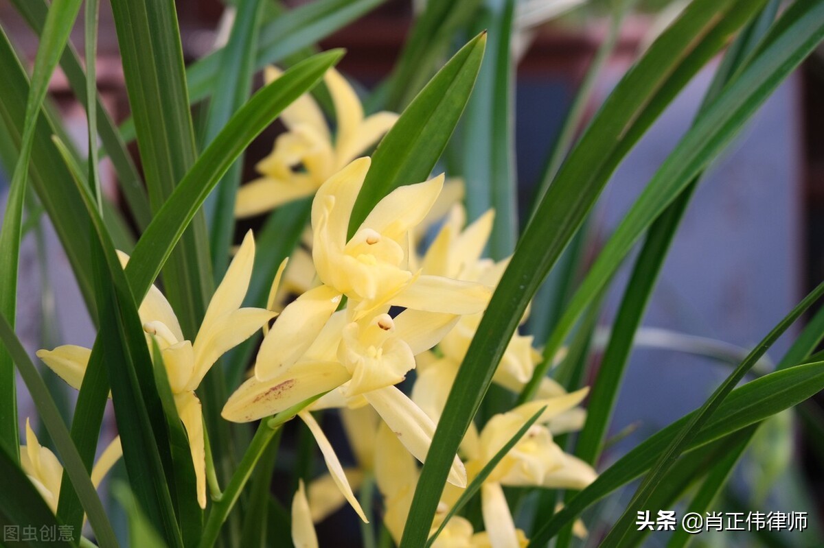 网贷管辖权异议申请,管辖权异议法律条文