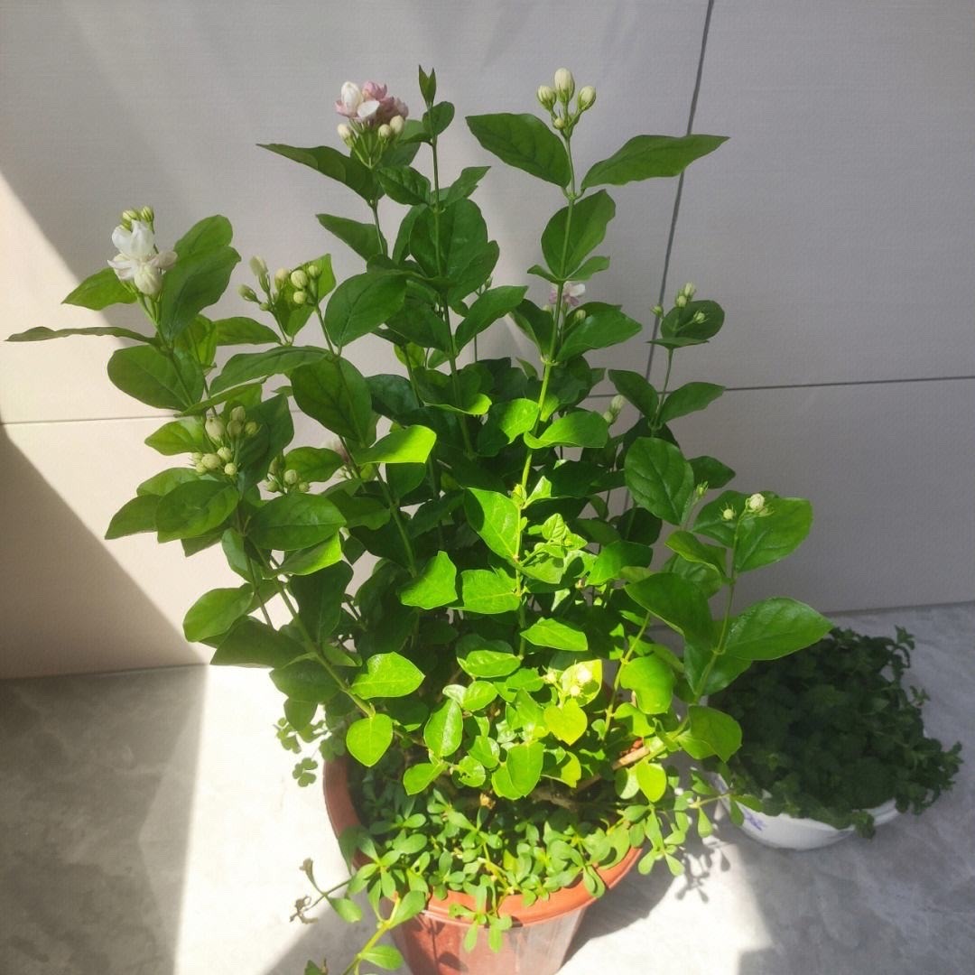 阳光照射短花期长又好养的花,7种漂亮的花喜阴怕阳光