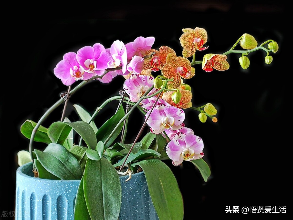 家里养什么花最好看又好养呢,家中养什么花显档次又好看