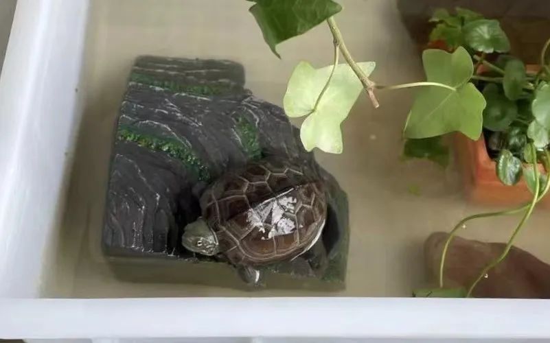 适合孩子室内养的小宠物,室内适合养的中小型宠物