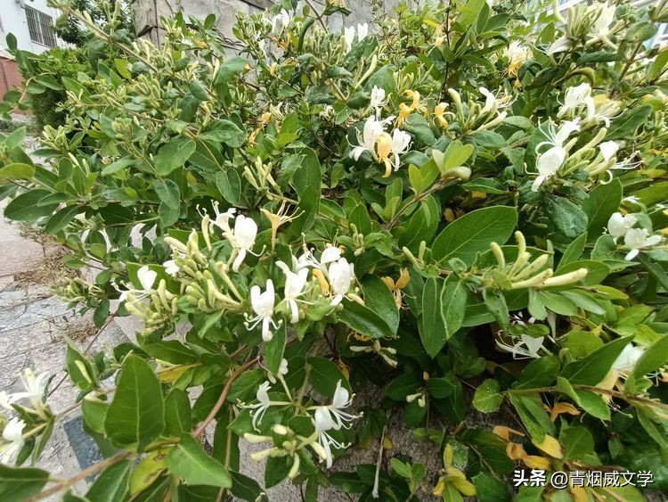 七律小满吟,吟小满七律诗词