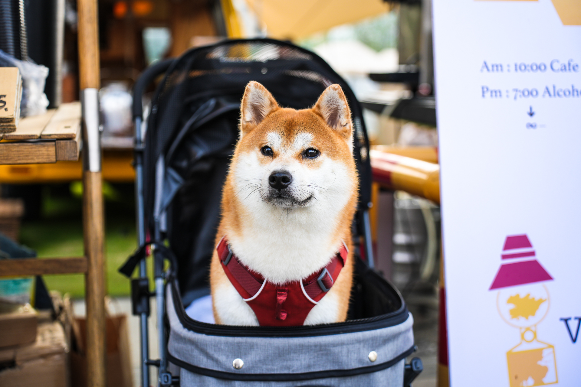温州瓯海美食一条街,温州乐园刺激惊险