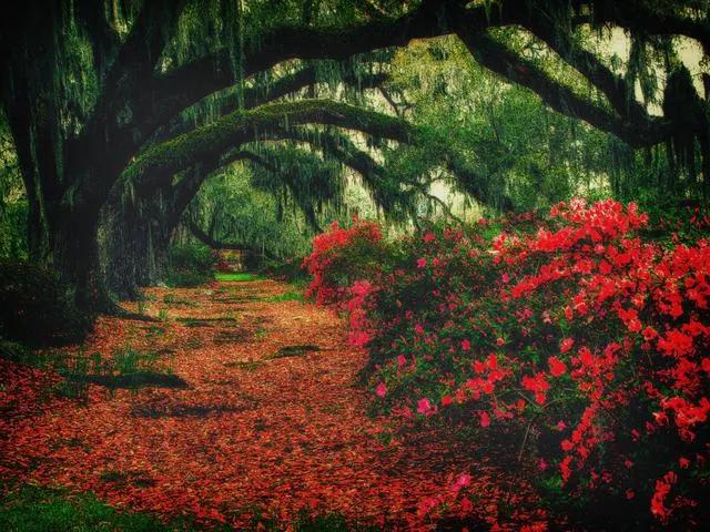 原创：四月的末梢穿越，暗夜笼罩的林间，是什么气息让人沉迷舒缓