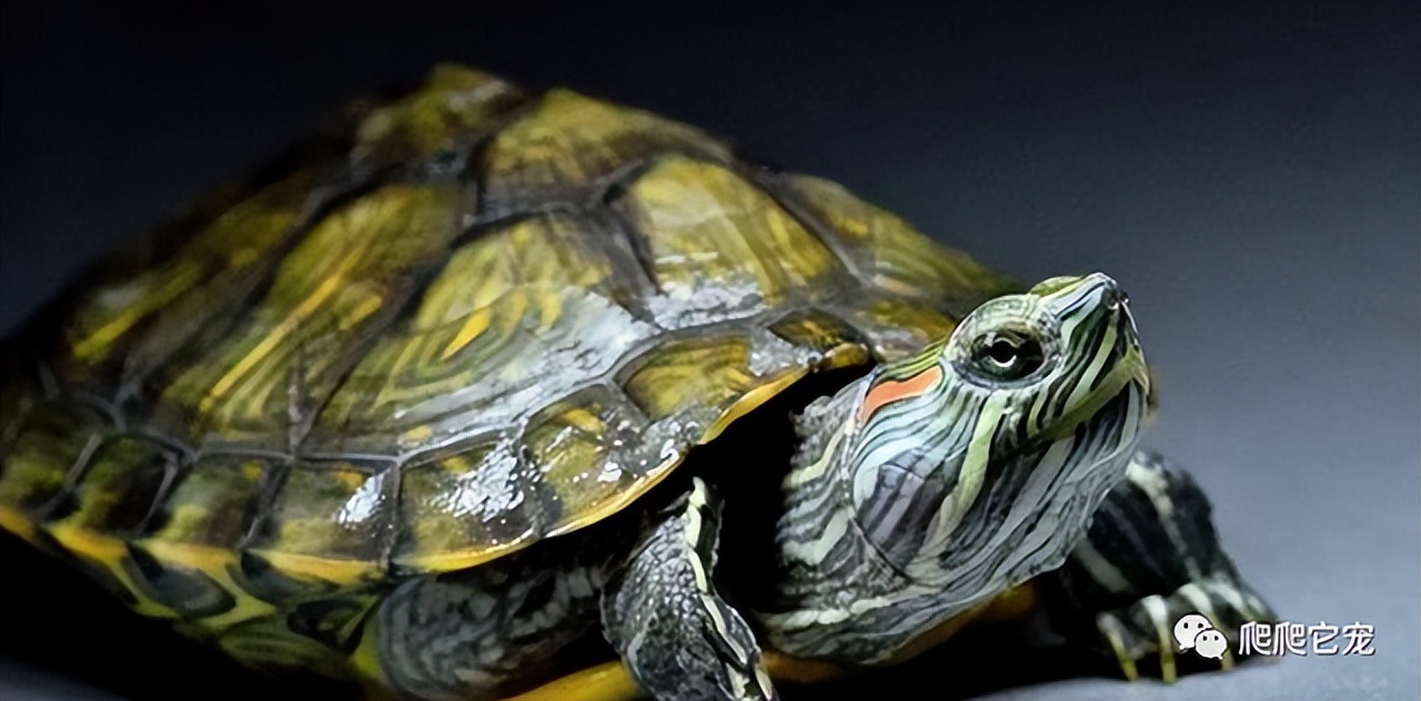 泥水养龟正确方法,泥水养龟教程必看