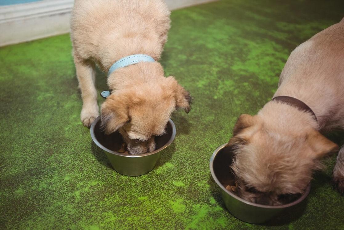 如何挑选狗粮主要看这4点,怎么挑选狗爱吃的狗粮品牌