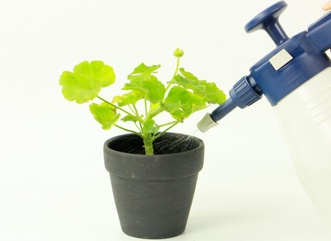 驱蚊虫重瓣大花天竺葵盆栽,天竺葵驱蚊虫吗