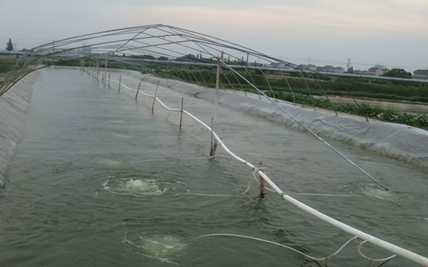 对虾肠炎怎么看,对虾肠炎能吃吗