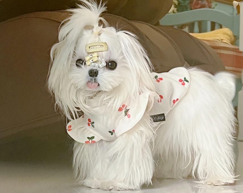 小型犬的品种大全100种,家庭养小型犬养什么品种好