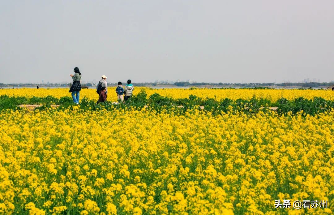 苏州赏花的地方,苏州三月中旬赏花去处