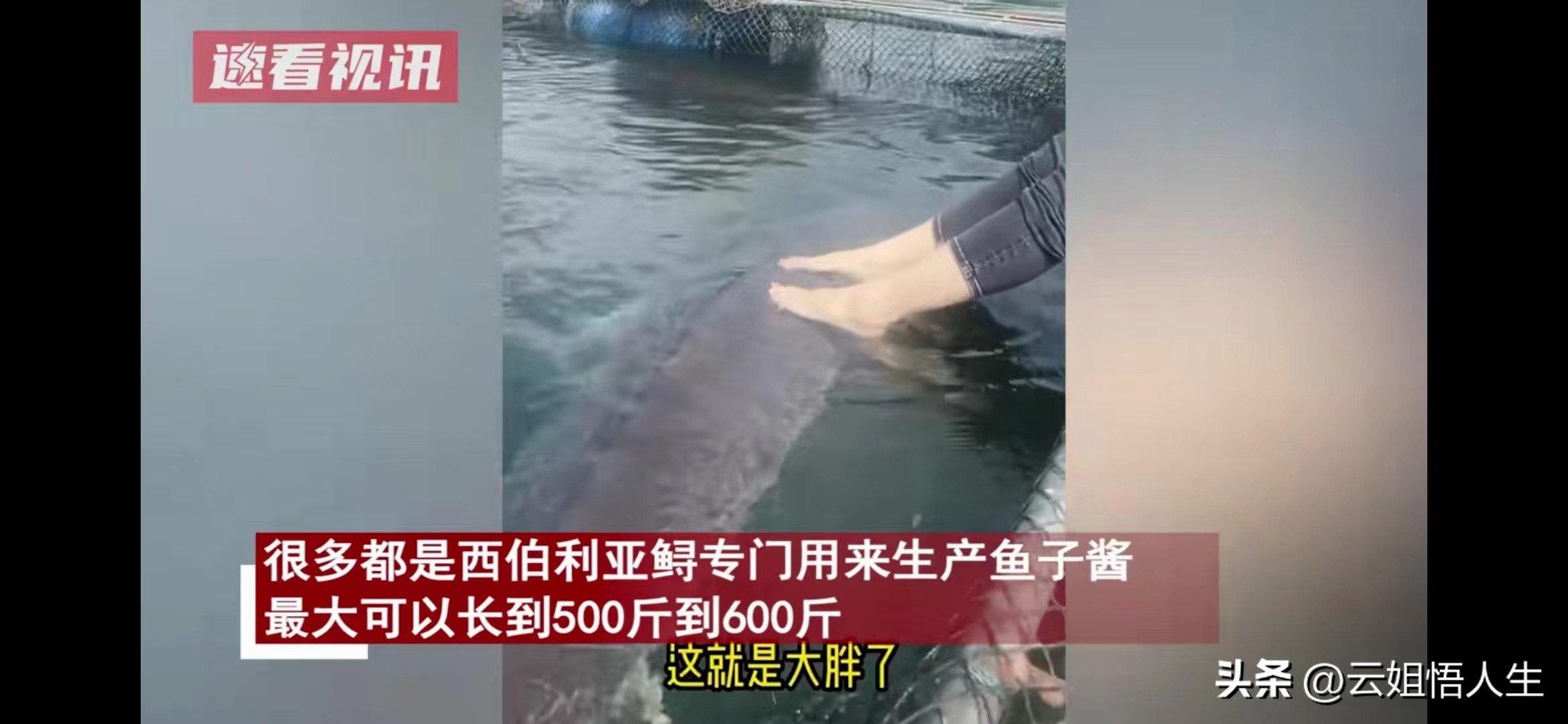 湖南女子喂养500斤大鱼当作宠物,女子养500斤大鱼当宠物视频