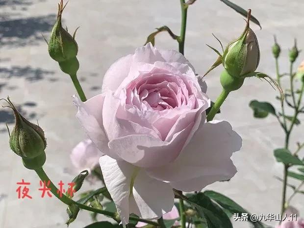 天狼无刺多头月季品种有哪些,天狼十大藤本月季排名