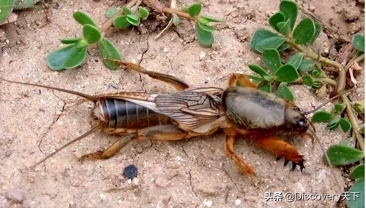 昆虫世界科普一下,昆虫百科知识甲虫