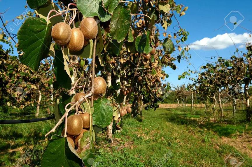 新西兰弄走了湖北猕猴桃，还让中国人付版权费？