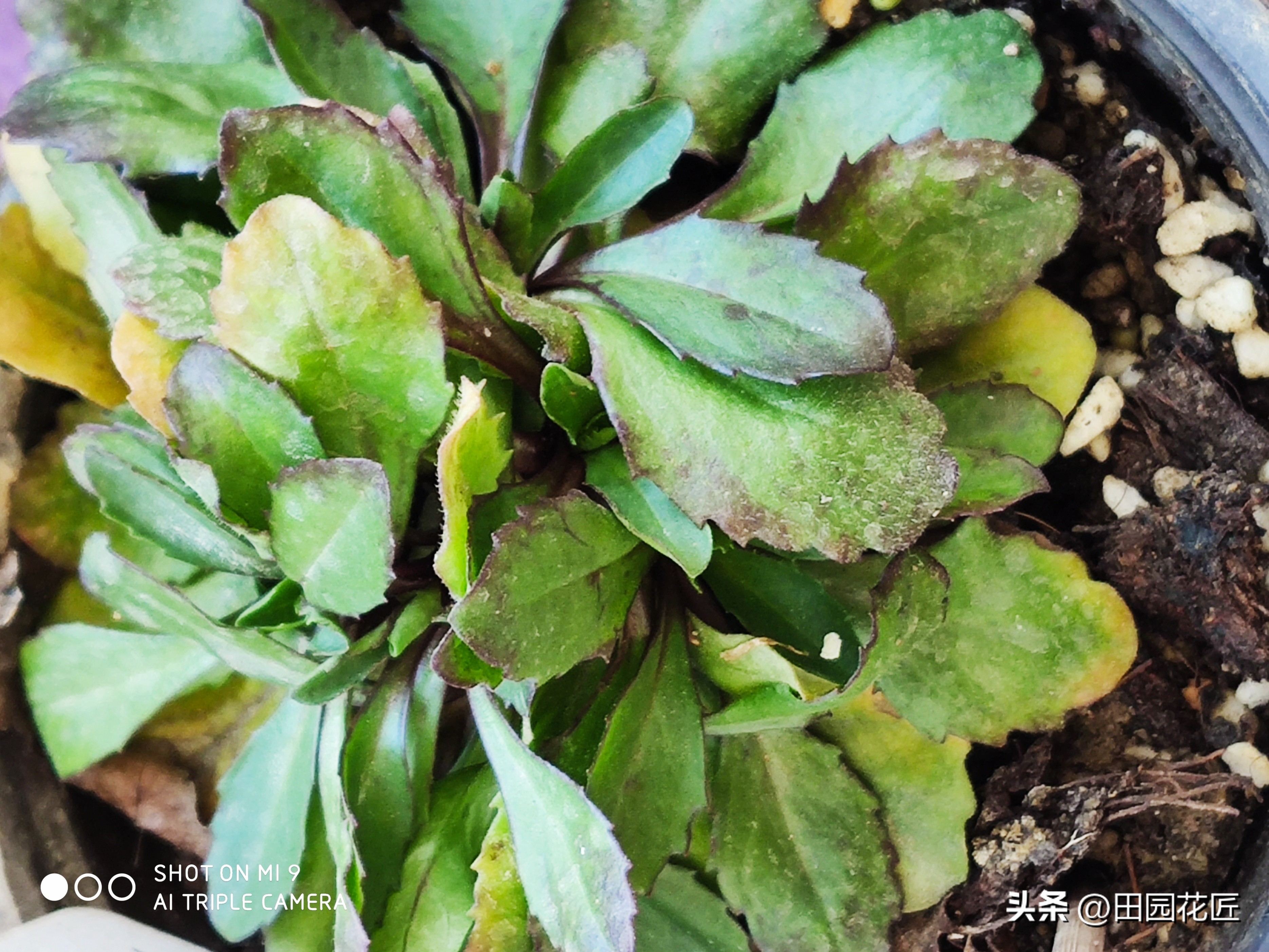 雏菊花期长怎么办,雏菊盆栽花期过后怎样打理